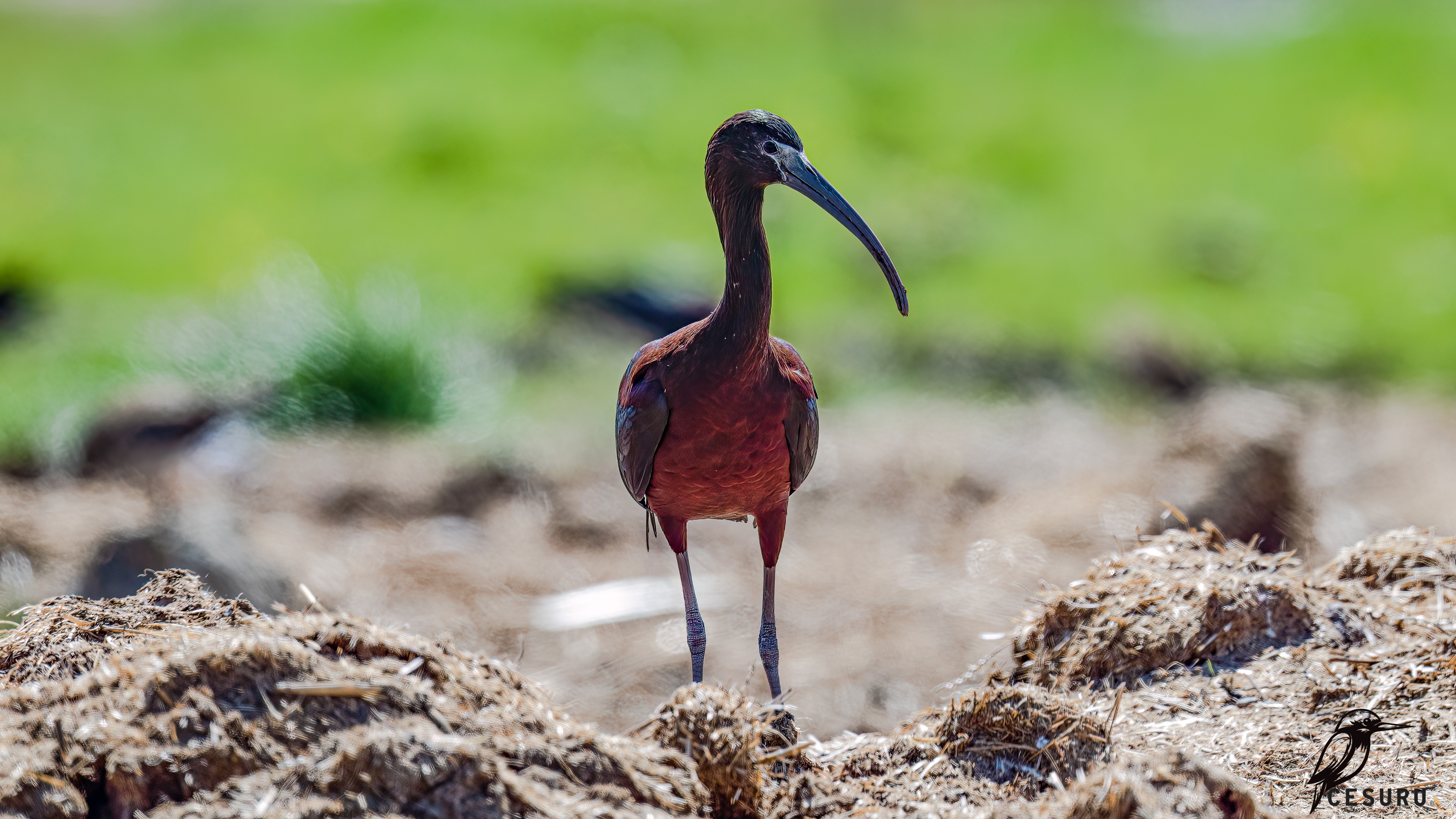 Glossy Ibis